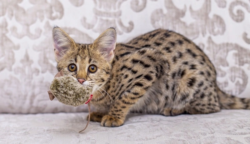 ¿Cuáles son los orígenes del gato de la sabana?