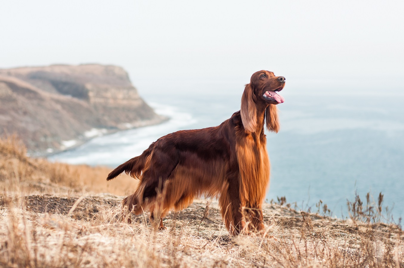 Wunderbare Irish Setter - Lebenserwartung, Persönlichkeit und Pflege der Rasse