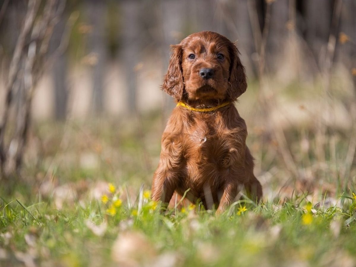 Il setter irlandese - che tipo di razza è e che aspetto ha?