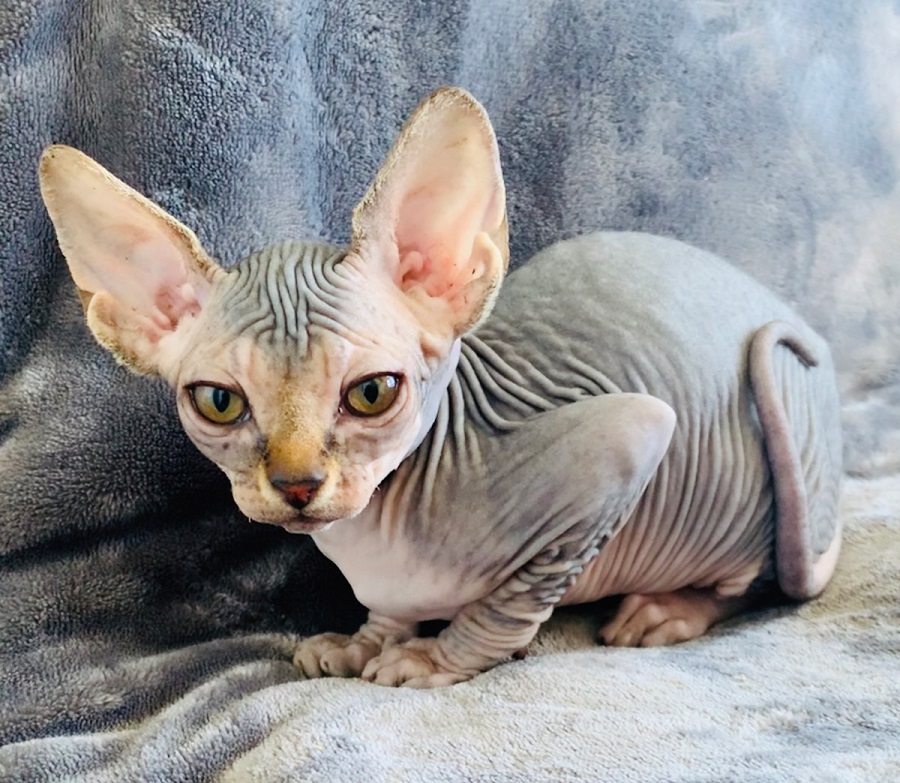 Die kanadische Sphynx - die beliebteste haarlose Katze