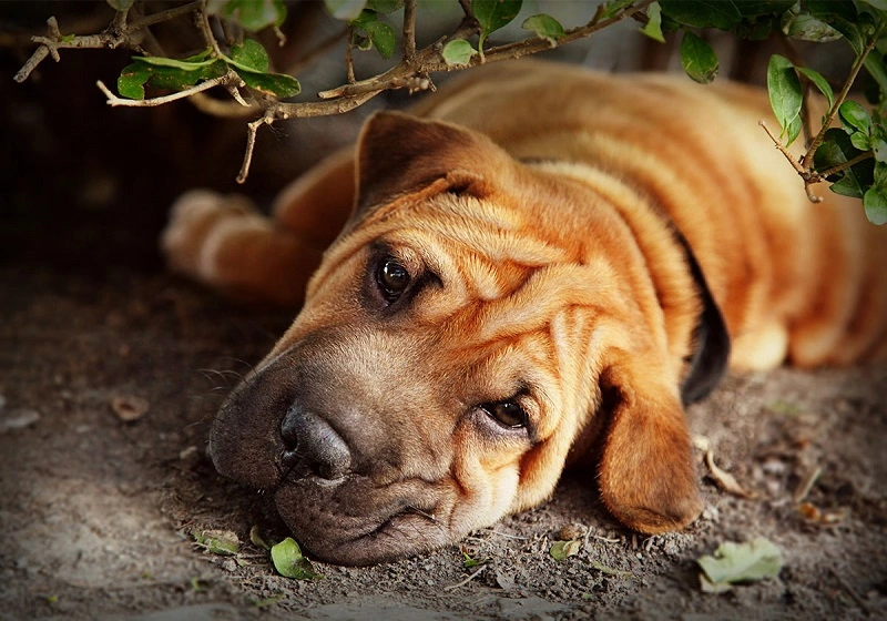 Karmienie psa shar pei - jak wygląda jego dieta?