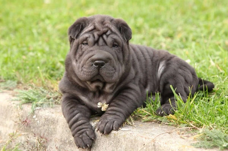 Shar pei - pies dla każdego?