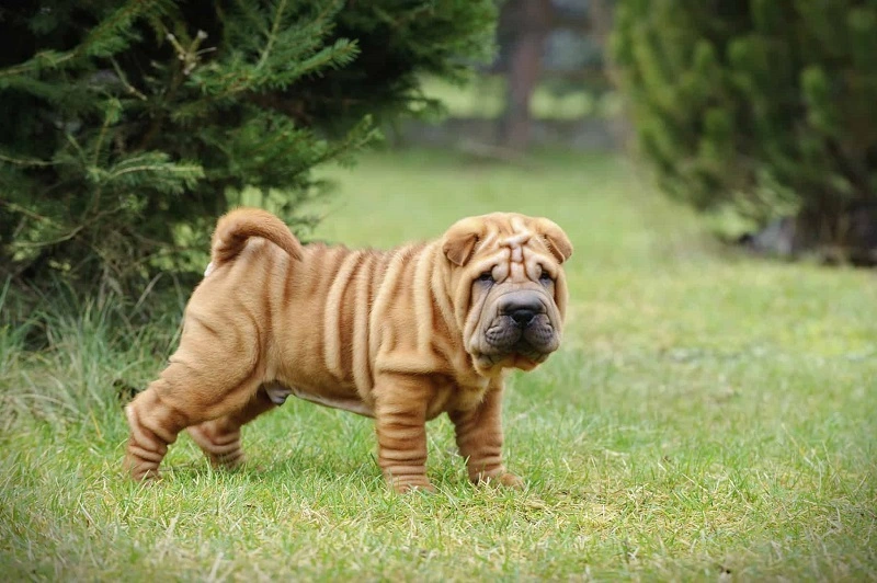 Che aspetto ha lo Shar Pei cinese?