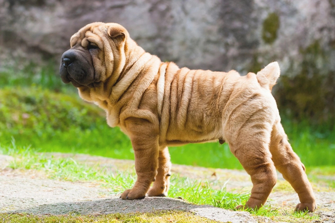 Shar Pei - Prüfen Sie, ob der Faltige Hund ein Haustier für Sie Ist