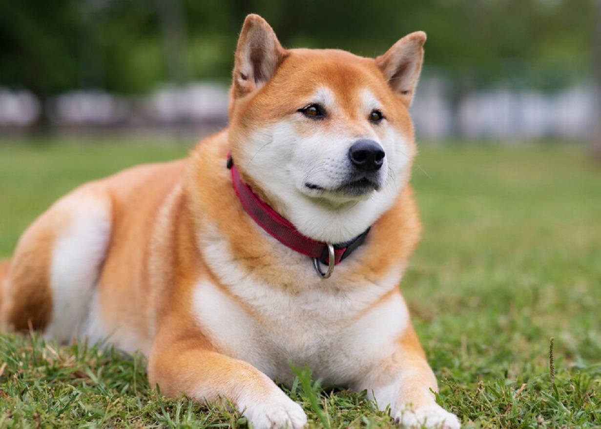 Shiba Inu - Preis, Temperament, Lebenserwartung, Ernährung und Pflegeanleitung