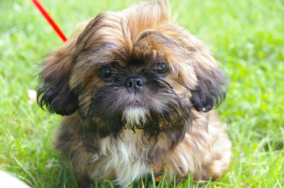 Shih tzu - piccoli cani di contegno calmo