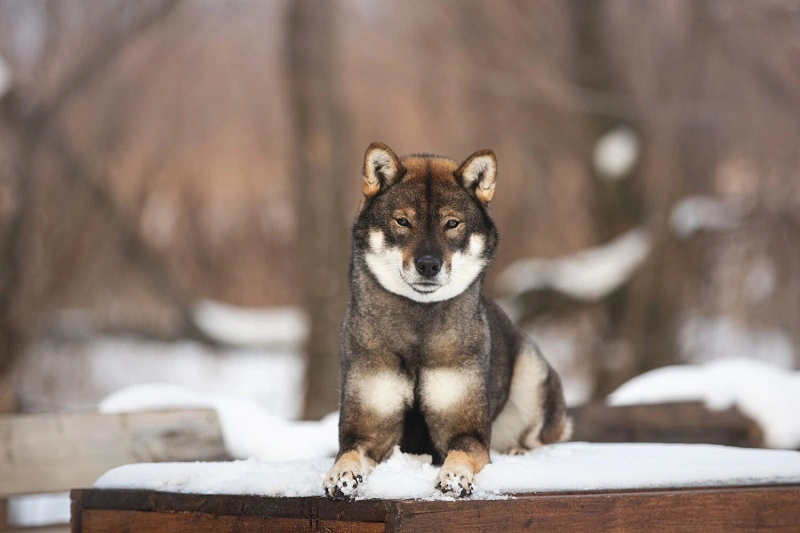 Le Shikoku - chiots et prix