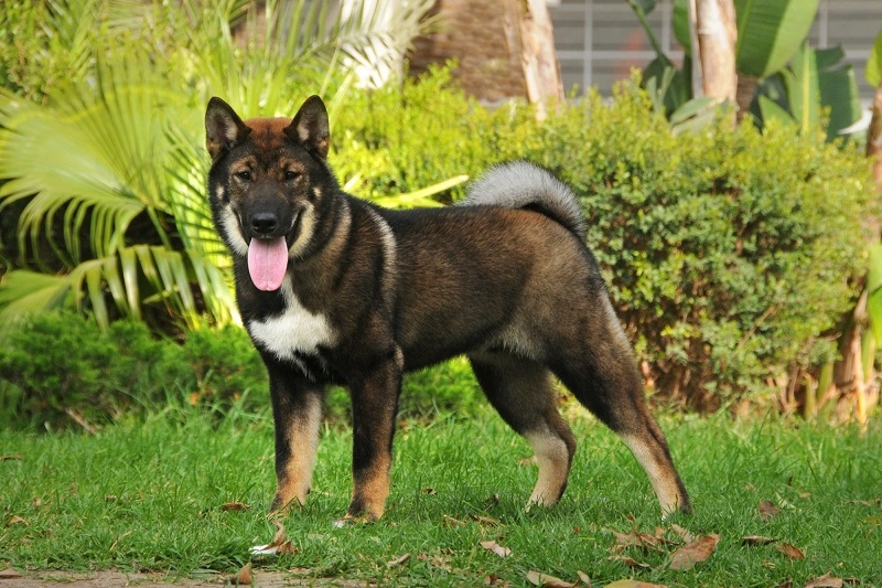 Les chiens Shikoku ont-ils besoin d'un entraînement spécial ?