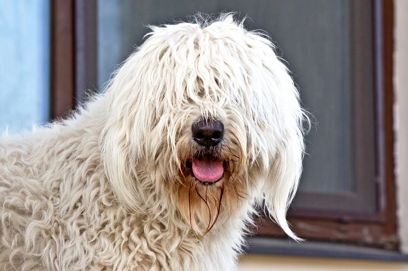 The Komondor – history and origin