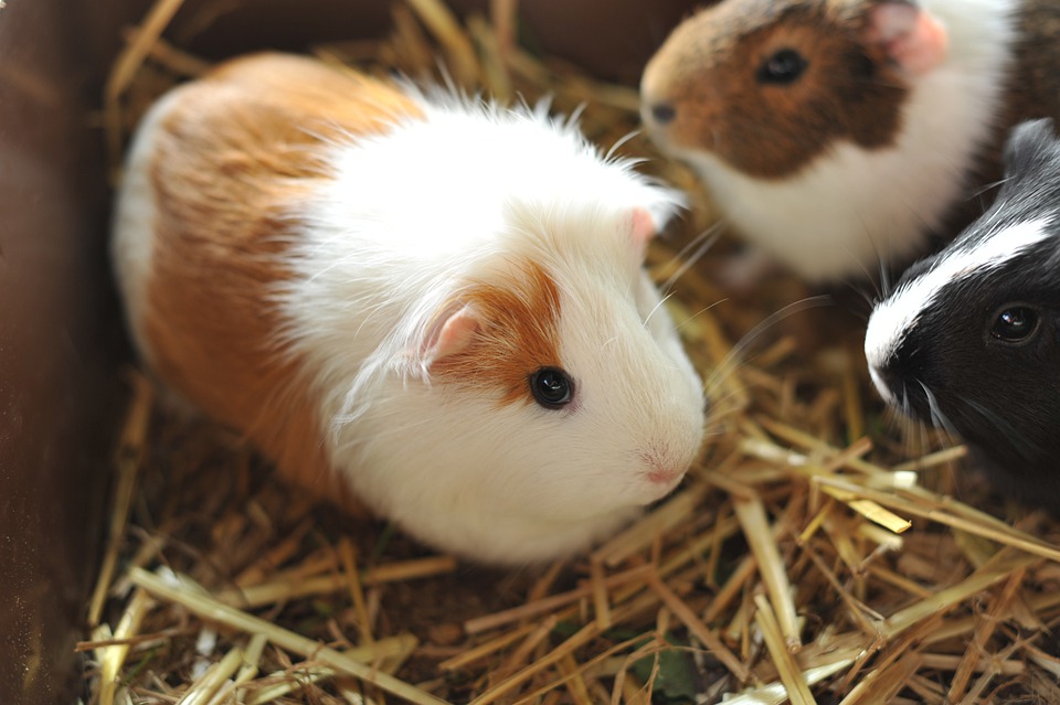 Come si comportano le cavia?