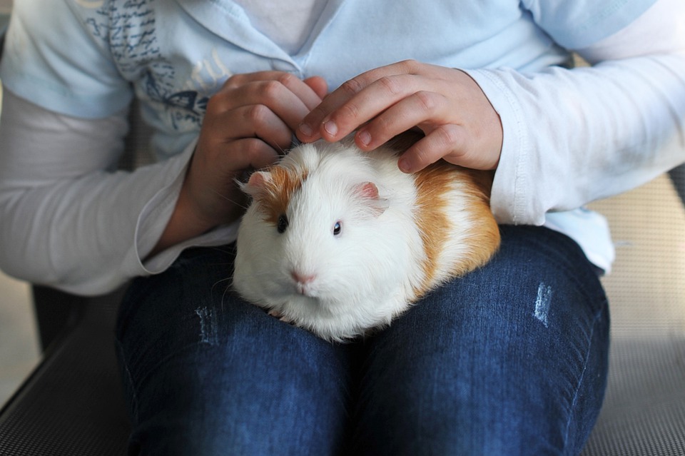 La cavia è un animale per tutti?