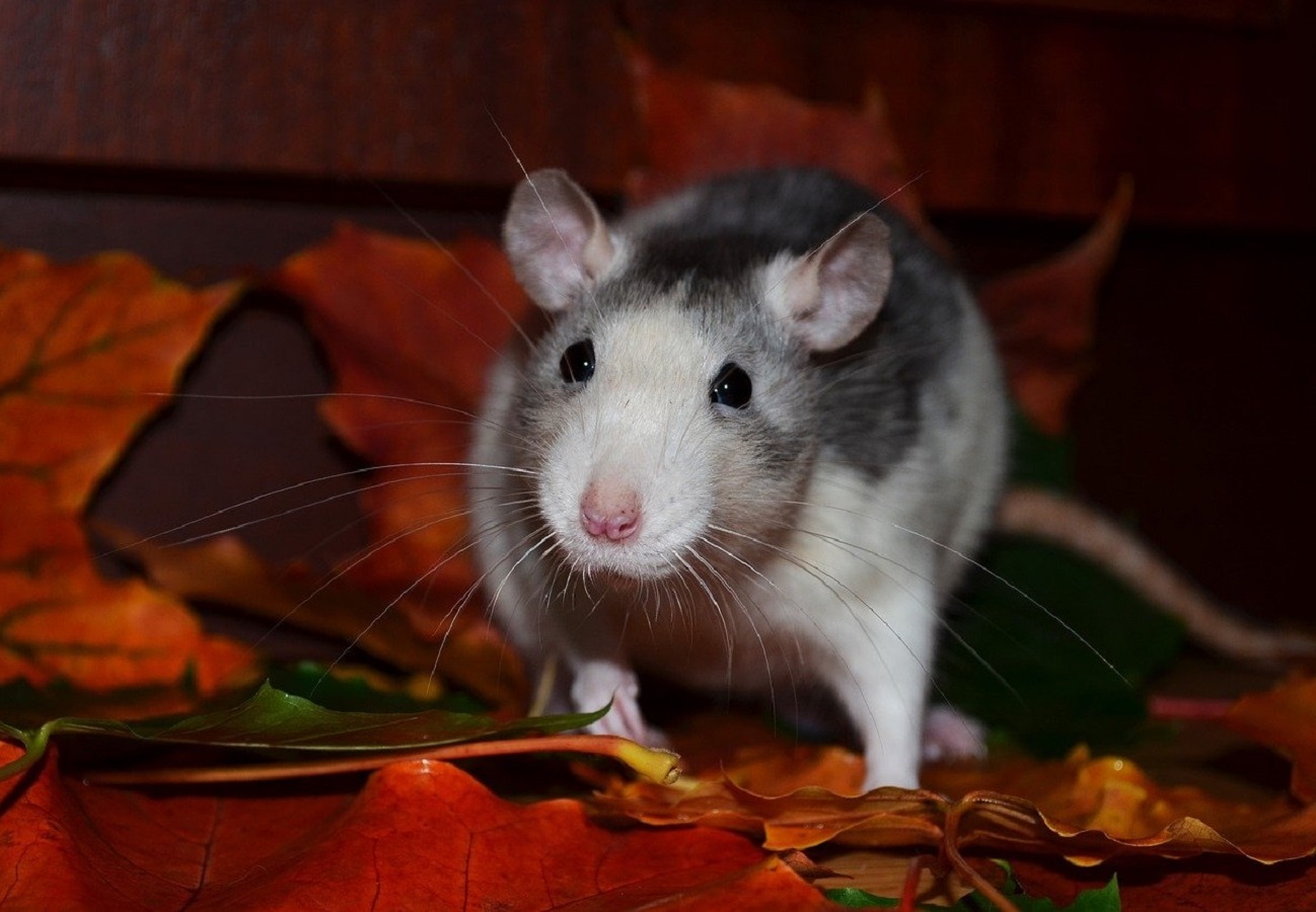 Husky-Ratte - Prüfen Sie, wie Husky-Ratten Aussehen