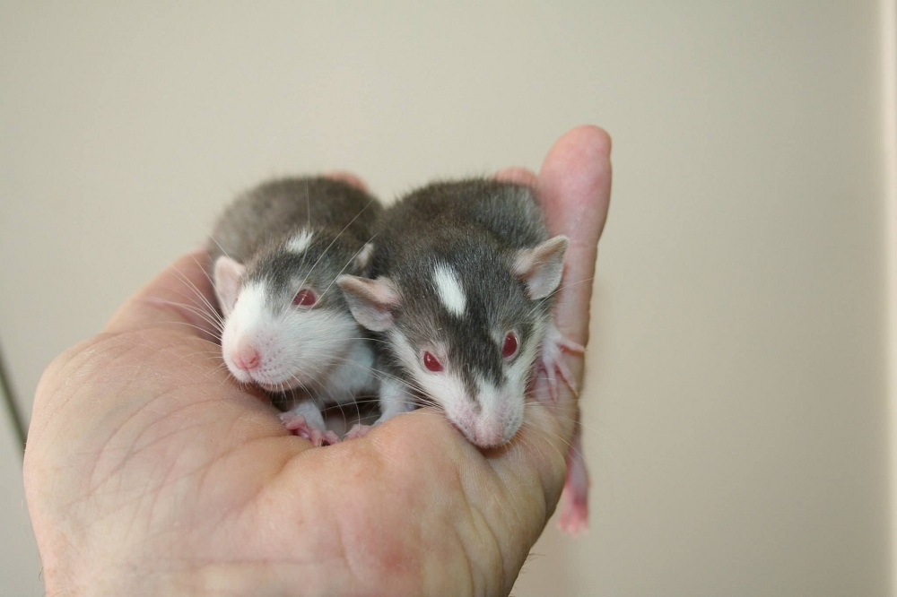 Quelle est la différence entre le rat husky et les autres rats ?