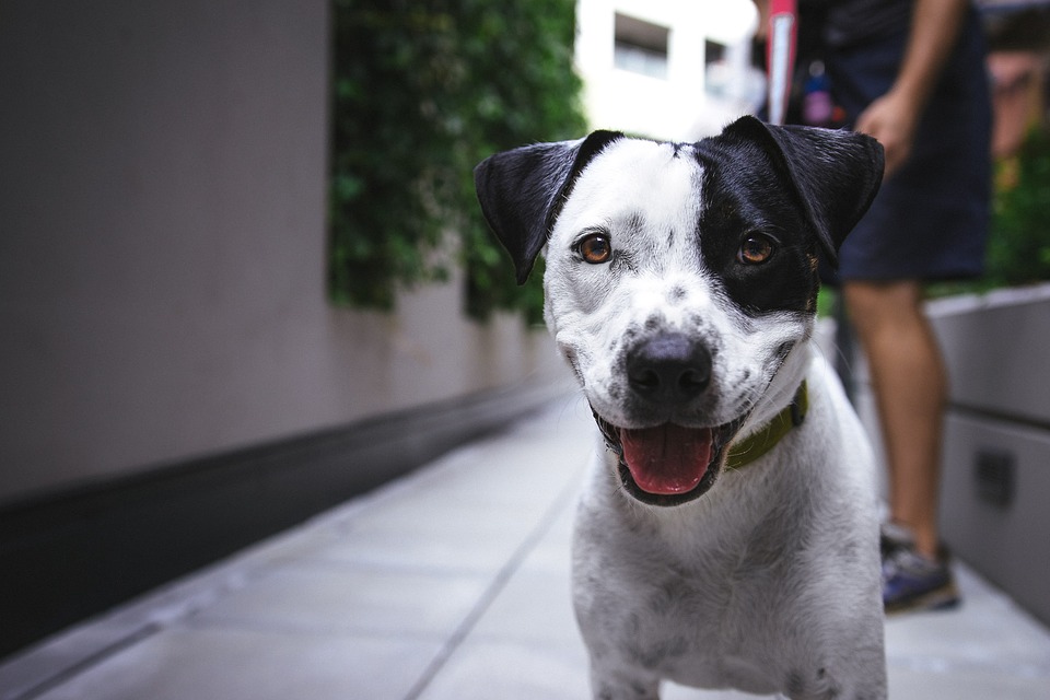 Quels sont les meilleurs ordres à enseigner à votre chien?