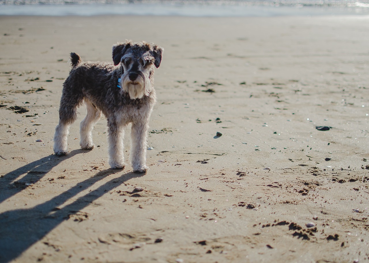 ¿Cuál es la mejor dieta para un Schnauzer miniatura?