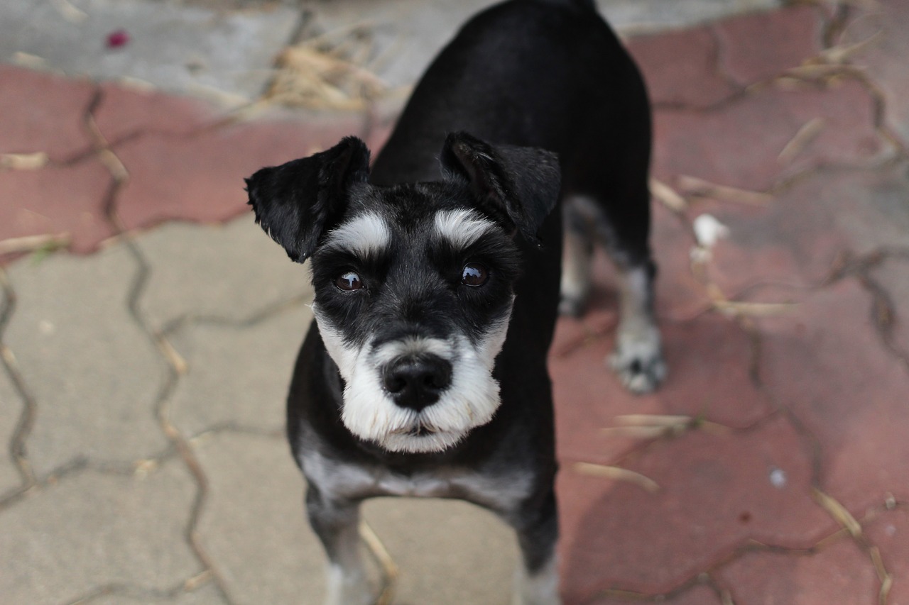 Are mini Schnauzers likely to get sick?