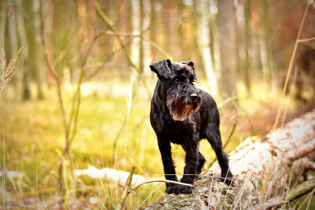 Zwergschnauzer - Preis, Temperament und Lebenserwartung