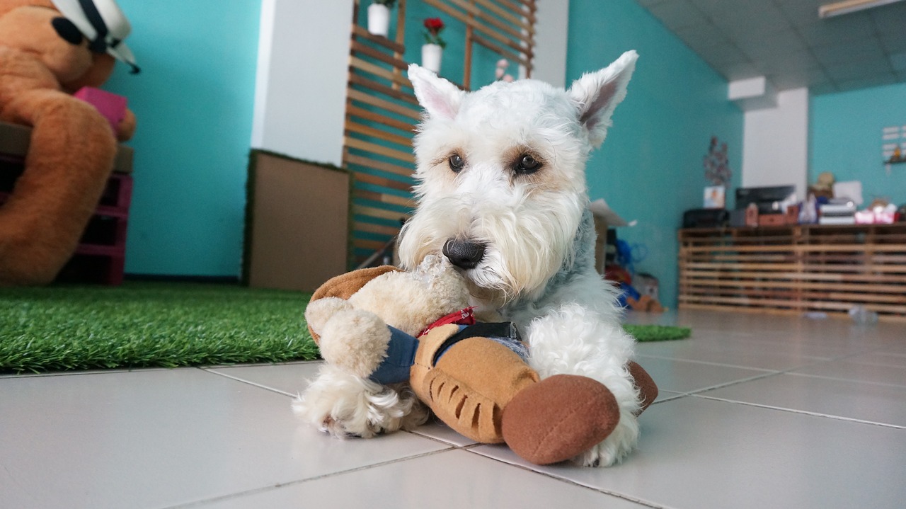 Schnauzer miniatura - precio