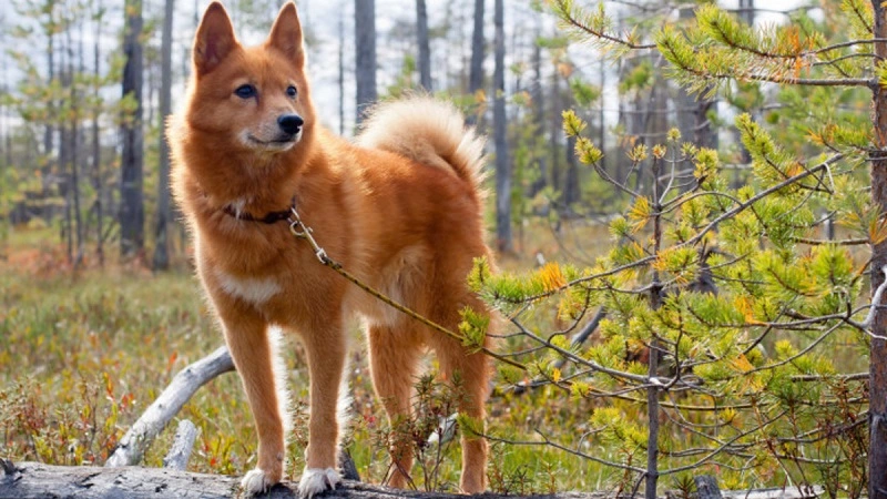 The Finnish Spitz - temperament