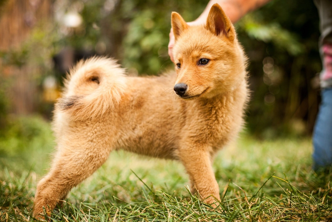 Finnischer Spitz Basisinfos - Welpen, Temperament, Fütterung, Training