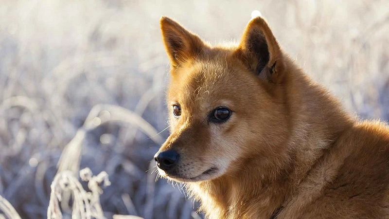 El Spitz Finlandés - origen de la raza