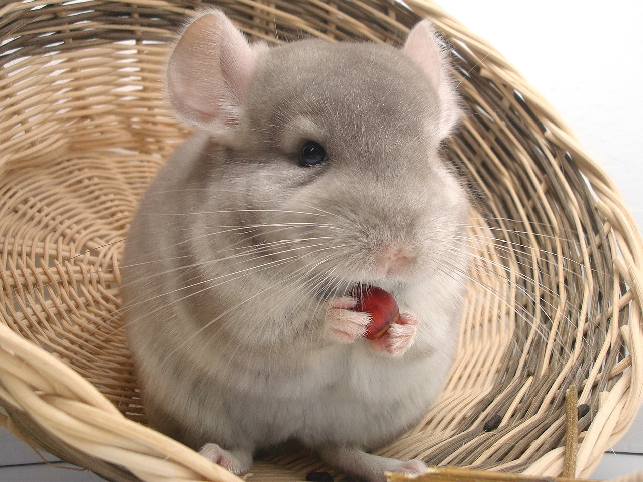 Chinchilla Haustier zu Hause - Ein kompletter Leitfaden für Chinchilla Pflege