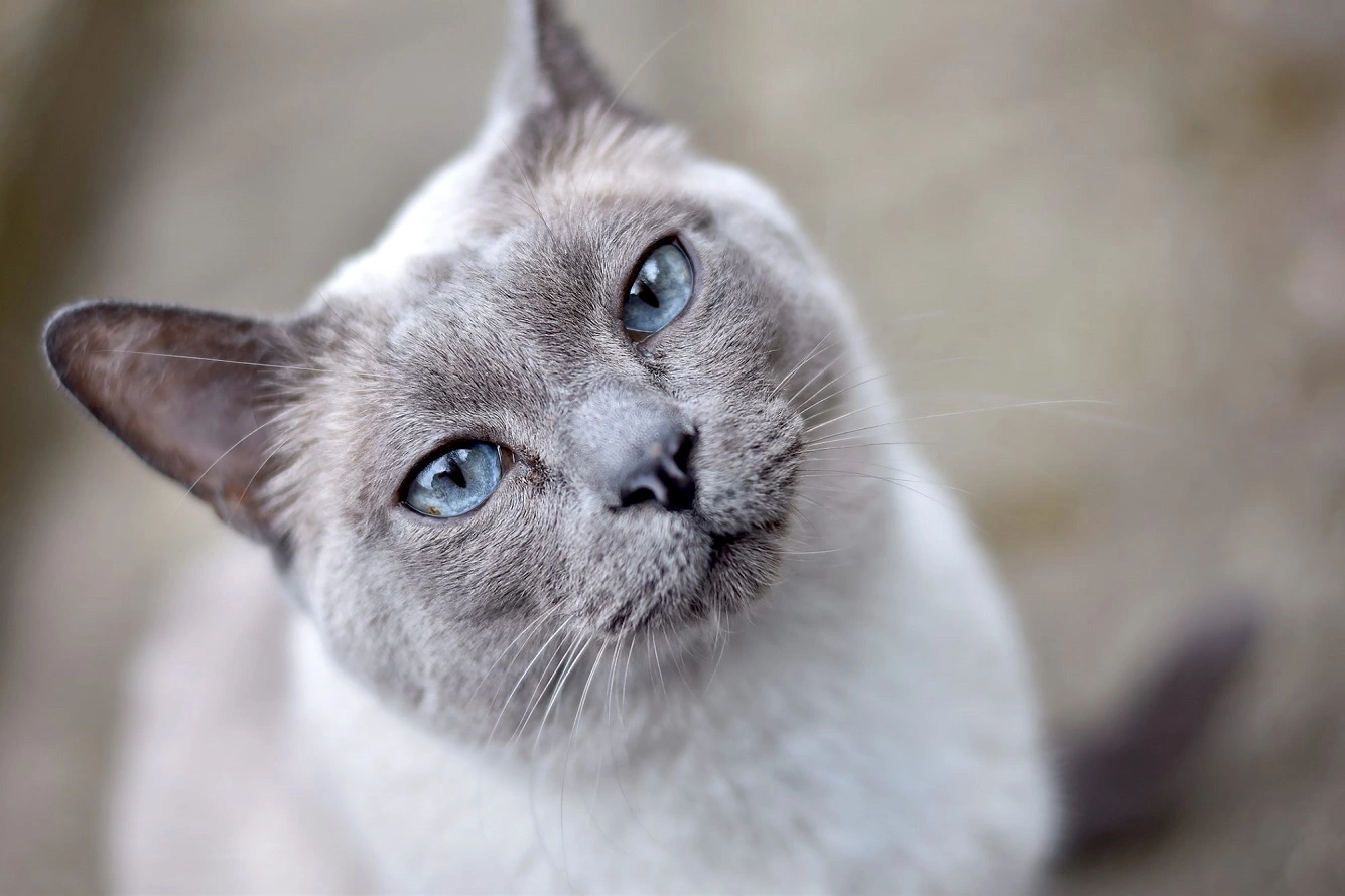 Tonkanese Katze - Grundlegende Fakten, Pflegeanleitung und Preisinformationen