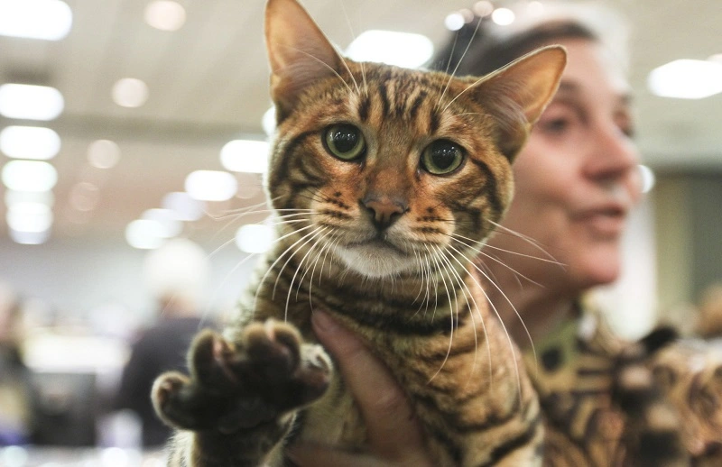 ¿Qué enfermedades pueden padecer los gatos Toyger?