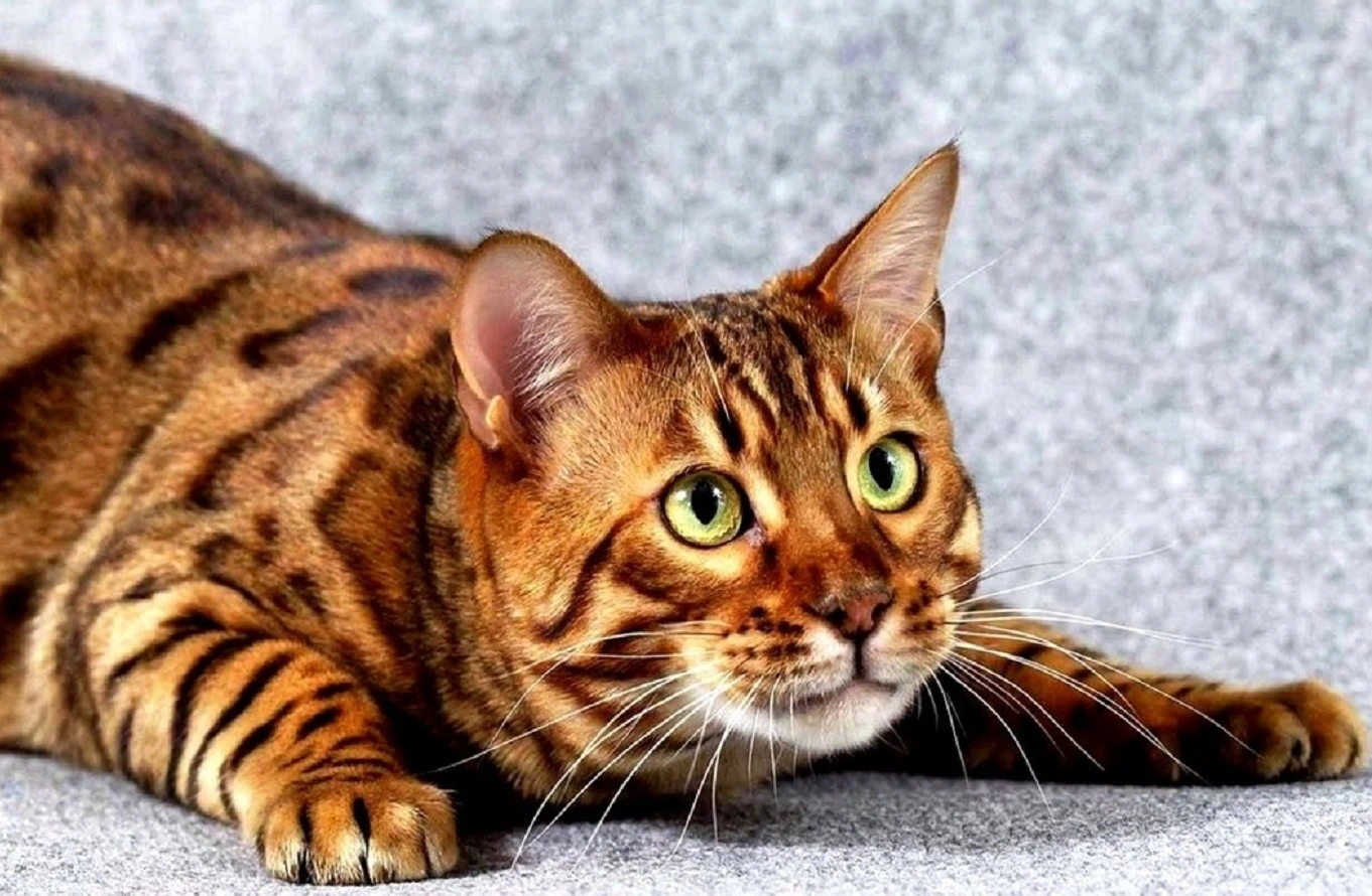 Toyger Katze Rasse - Persönlichkeit, Fütterung, Pflege, Kätzchen, Preise