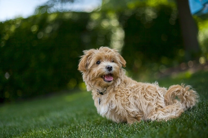 Jakie usposobienie ma maltipoo?