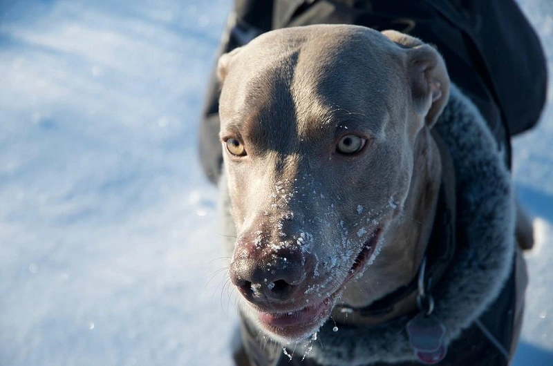 El Weimaraner - cachorros y sus precios