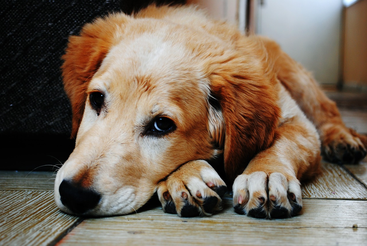 Come Calcolare gli Anni del Cane in Anni Umani? Controlla l'età del Cane