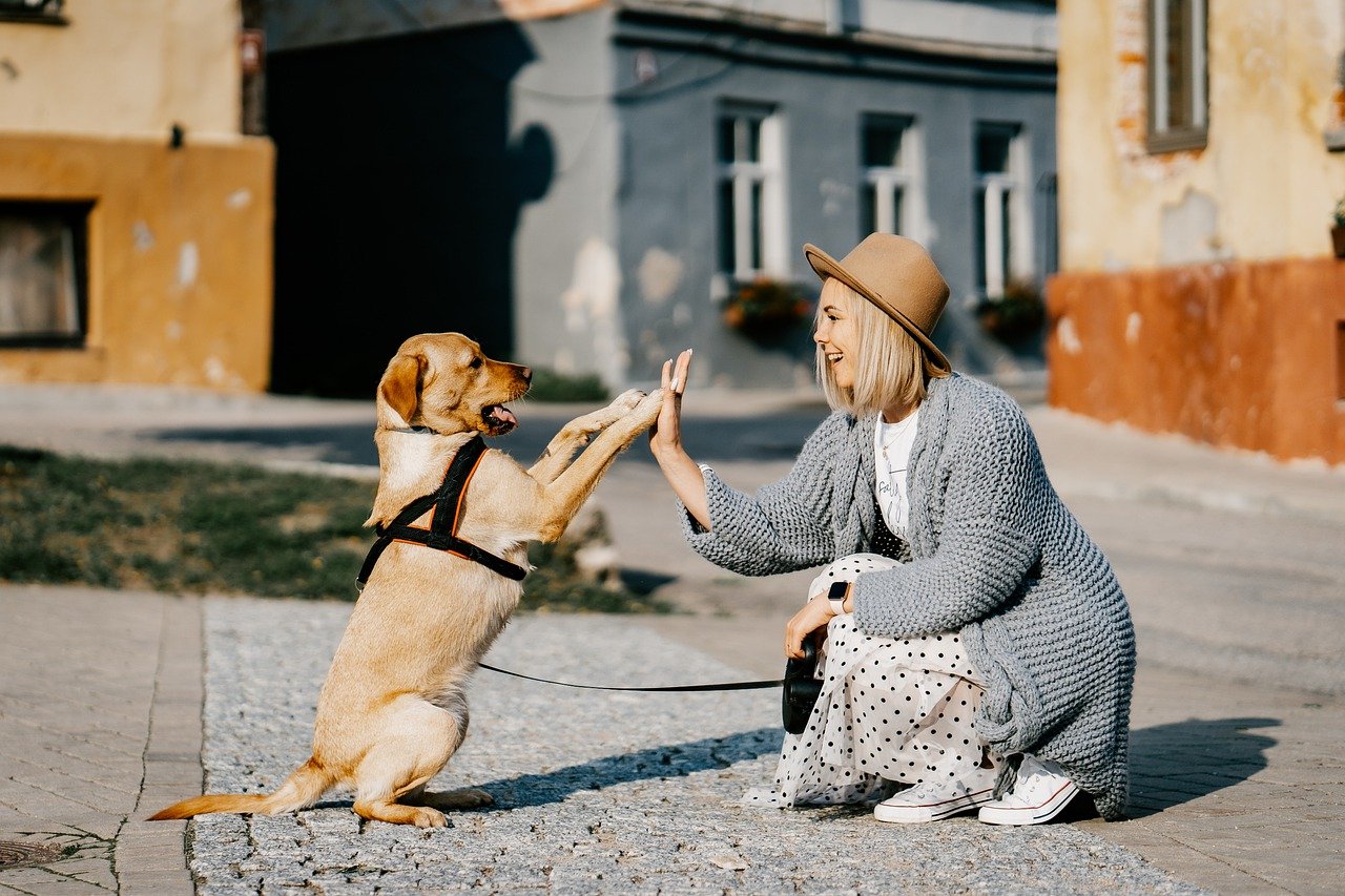 Conseils Pour le Dressage des Chiots - Quand et Comment Dresser Votre Chiot?