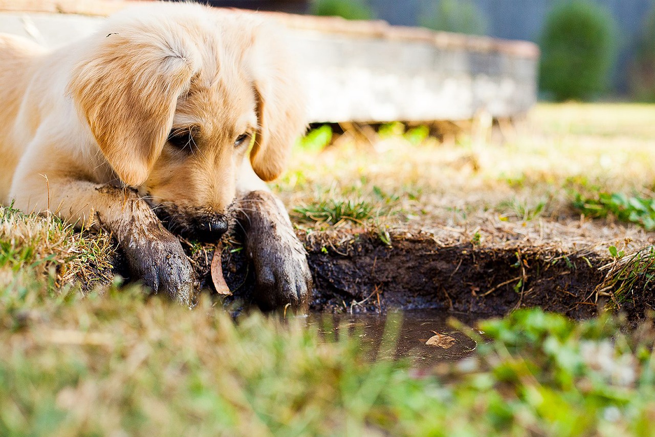 Éducation du chiot - comment éduquer votre chiot?