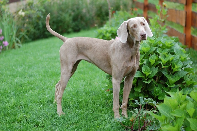 ¿Cuáles son las enfermedades más comunes de los perros Weimaraner?