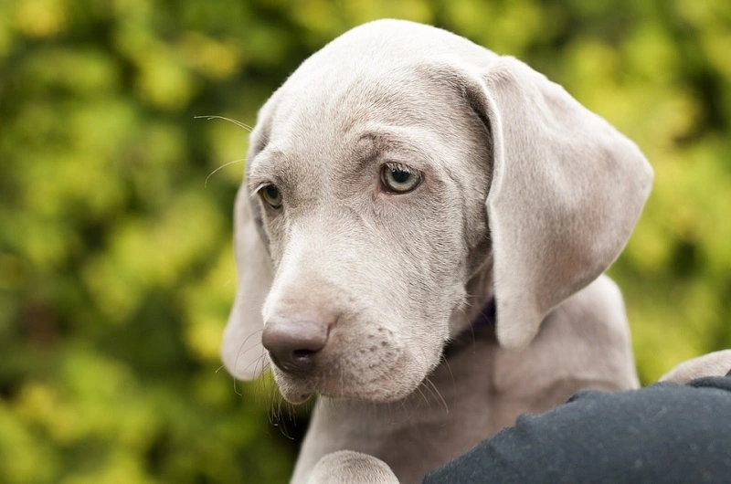 El Weimaraner - orígenes de la raza