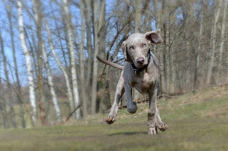 El Weimaraner - la mejor dieta para el perro