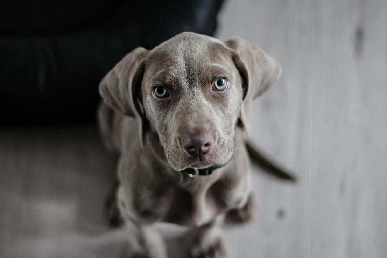 Perro Weimaraner - Descripción de la Raza, Temperamento, Cachorros, Precios