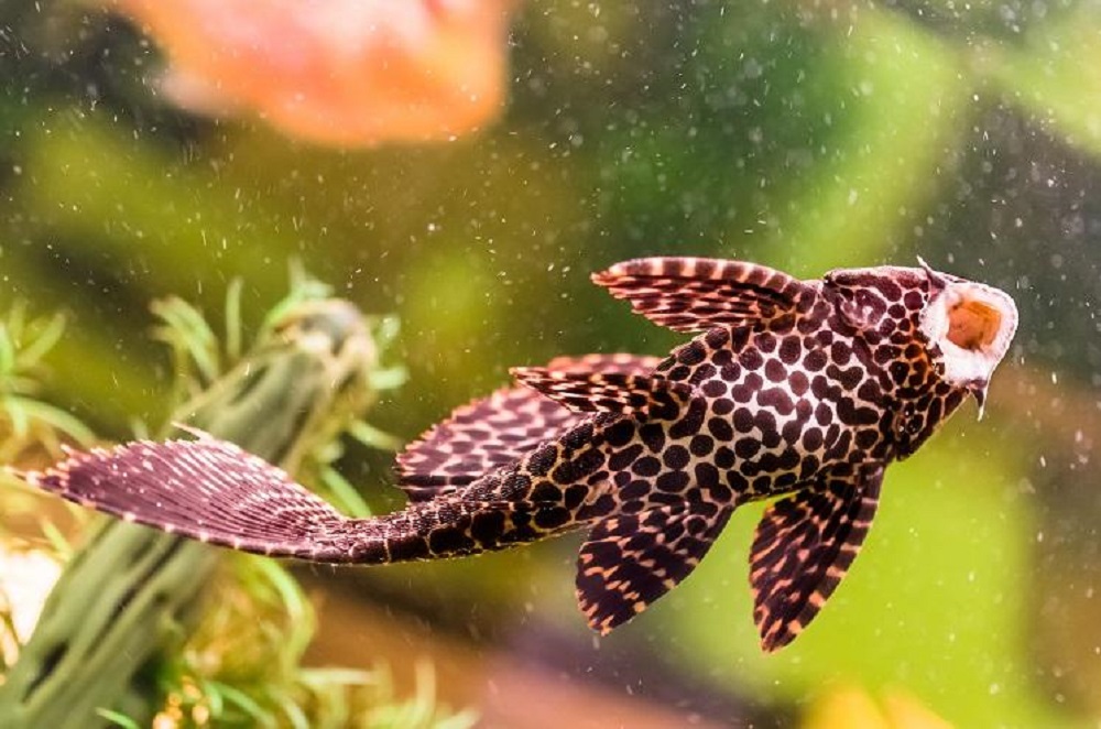 Pterygoplichthys Gibbiceps - Erfahren Sie, wie Sie einen Segelflossen-Pleco Pflegen