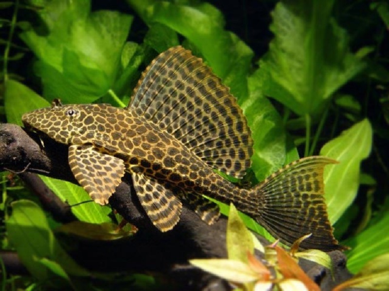 ¿Qué come el pleco de aleta de vela?