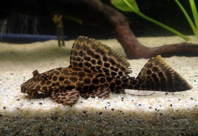 ¿Qué aspecto tiene el pleco de aleta de vela?