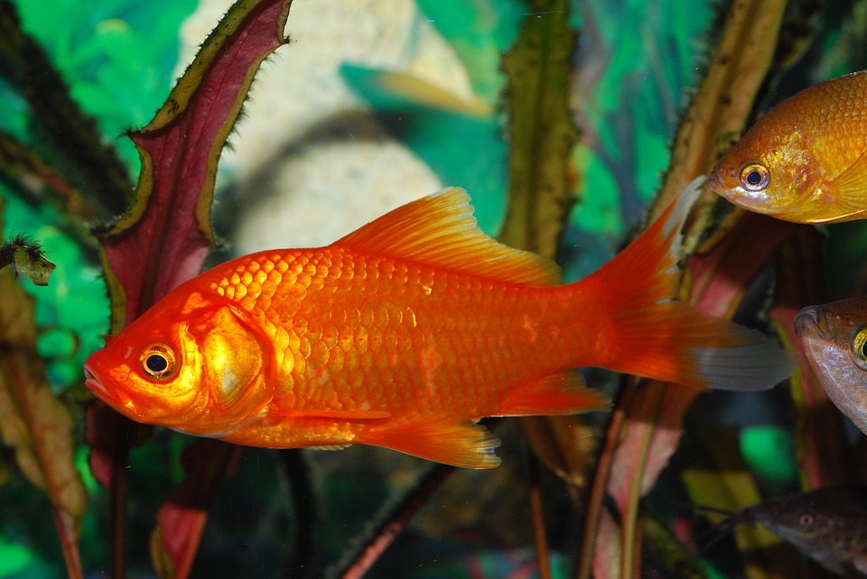 Schleierschwanz-Goldfischbecken - welches ist das beste?