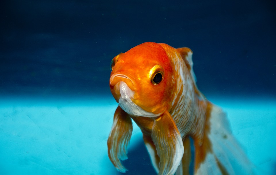 Cuidado del pez dorado de cola de velos  - Mejor tanque de peces de colores, dieta y cría